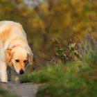 Unser Golden Retriever