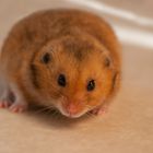 Unser Goldhamster Freddy...