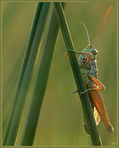 Unser Grashüpfer Spidy