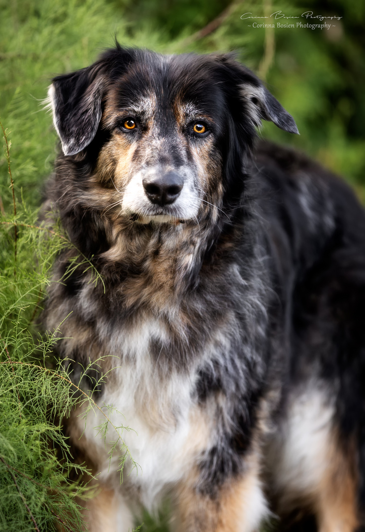 * ...unser großer Bär *