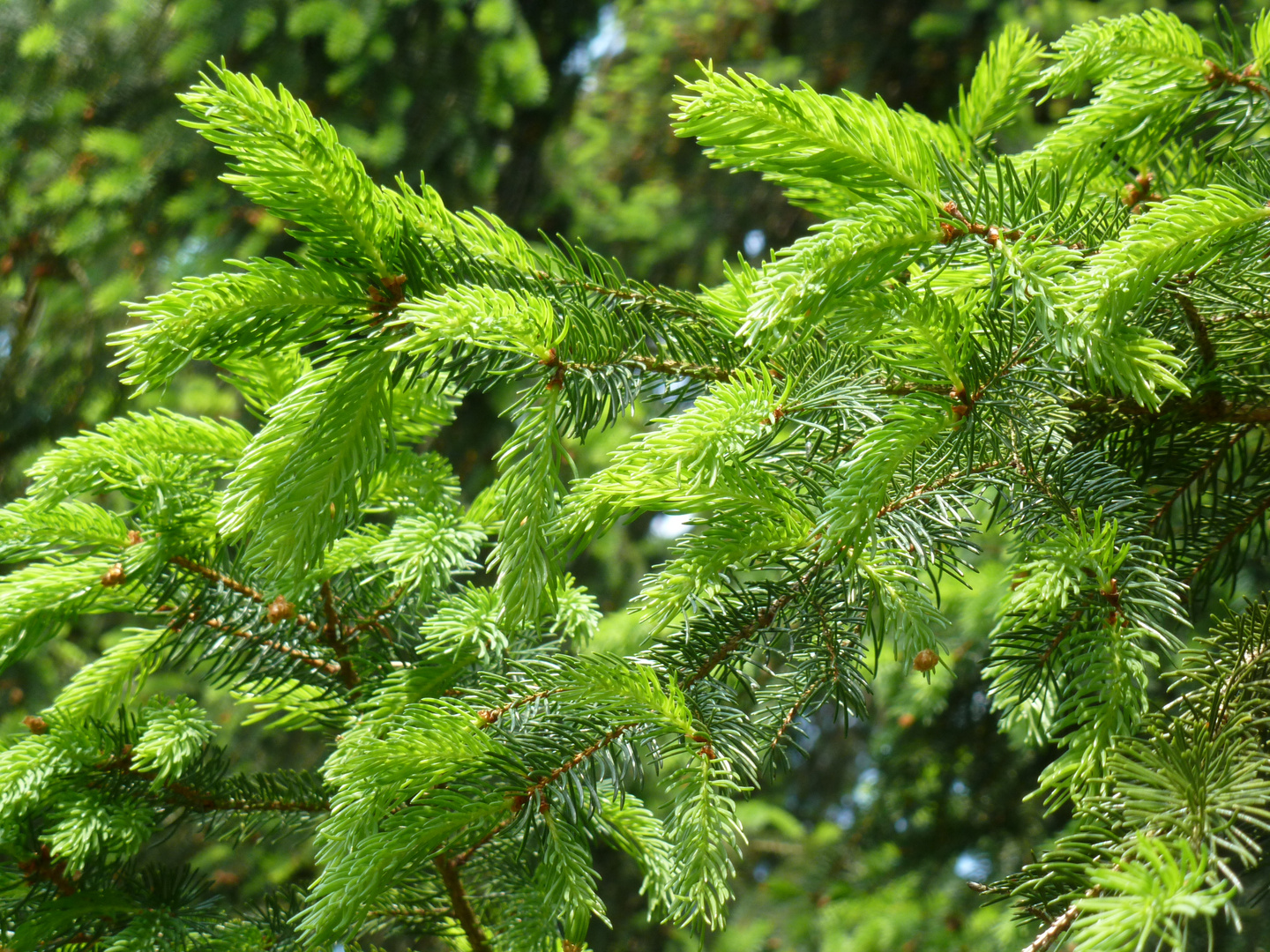 Unser großer Tannenbaum