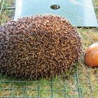 Unser großgezogener Igel