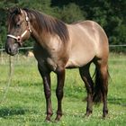 Unser Grullo Quarter Horse Hensgt