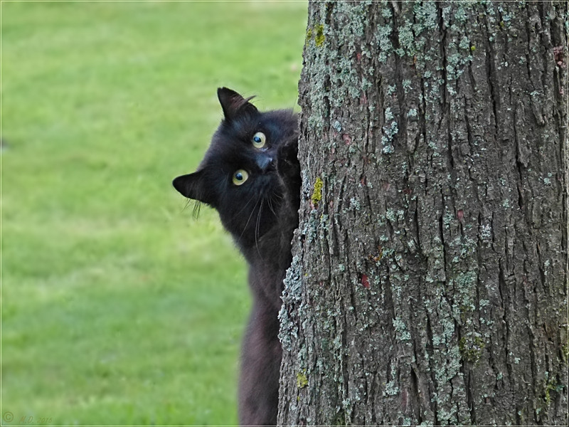 Unser Gute-Laune-Kater Fidel...