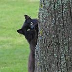 Unser Gute-Laune-Kater Fidel...