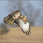 unser häufigster Greif... Mäusebussard *Buteo buteo*