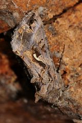 Unser häufigster Nachtfalter: die schöne Gamma-Eule (Autographa gamma), ...