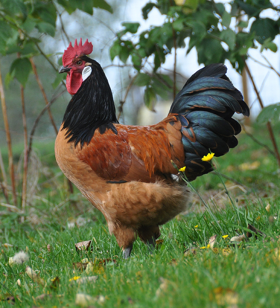 unser Hahn "Kalle" (Rasse "Vorwerk") Foto & Bild tiere, haustiere