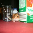 Unser Hamster "Bifi"