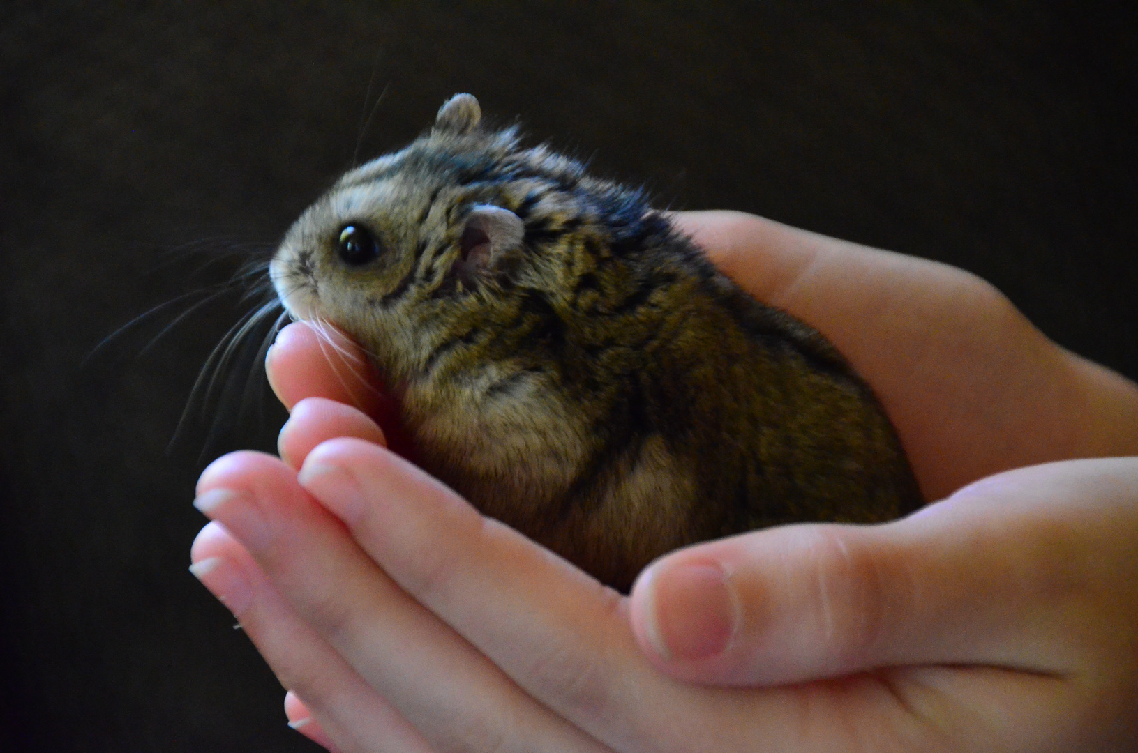 Unser Hamster "Littlespot"