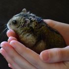 Unser Hamster "Littlespot"
