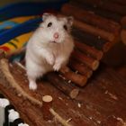 unser hamster stitch