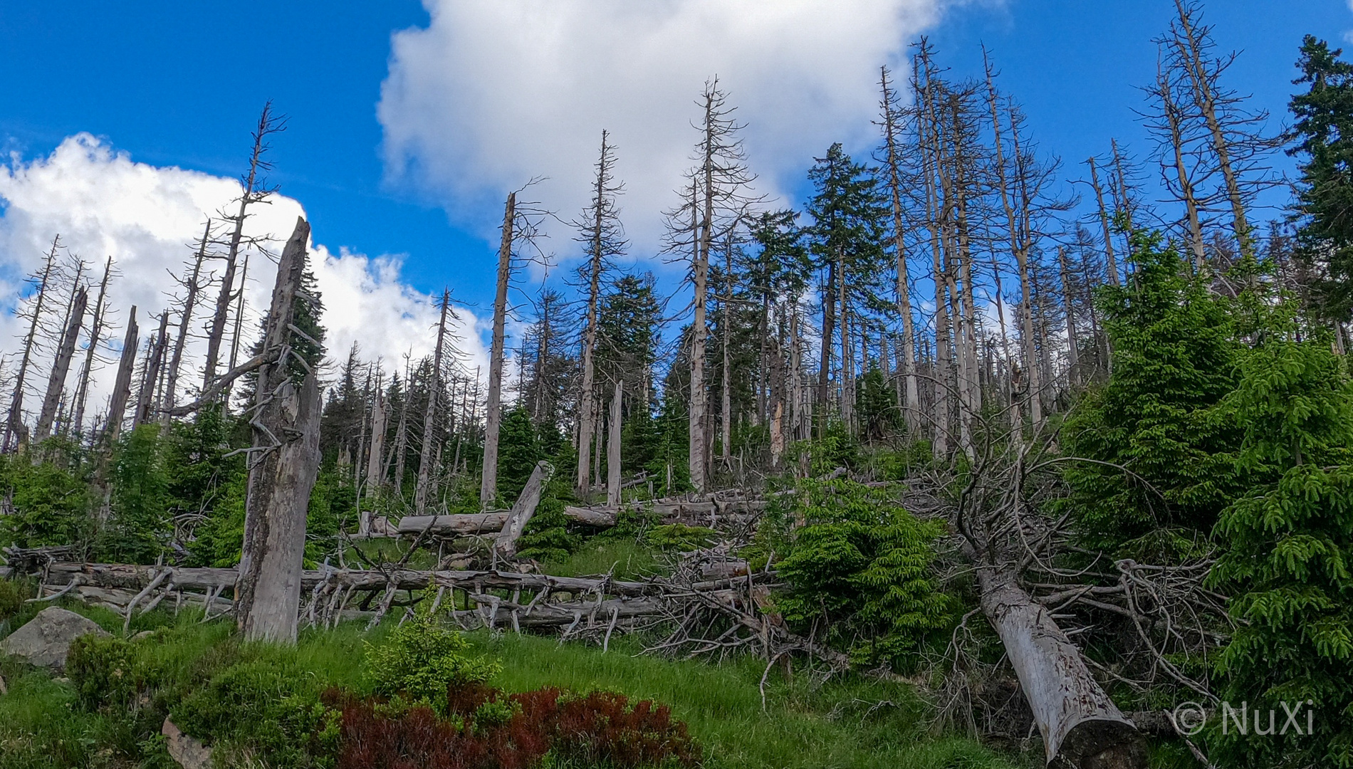 Unser Harz - ein trauriges Bild 