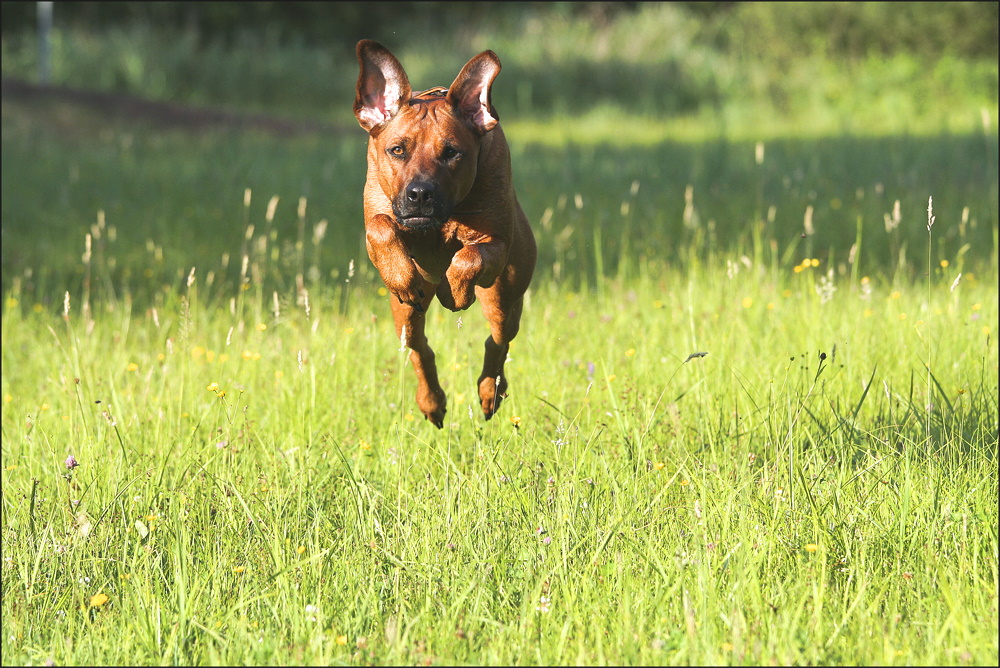 Unser Hase