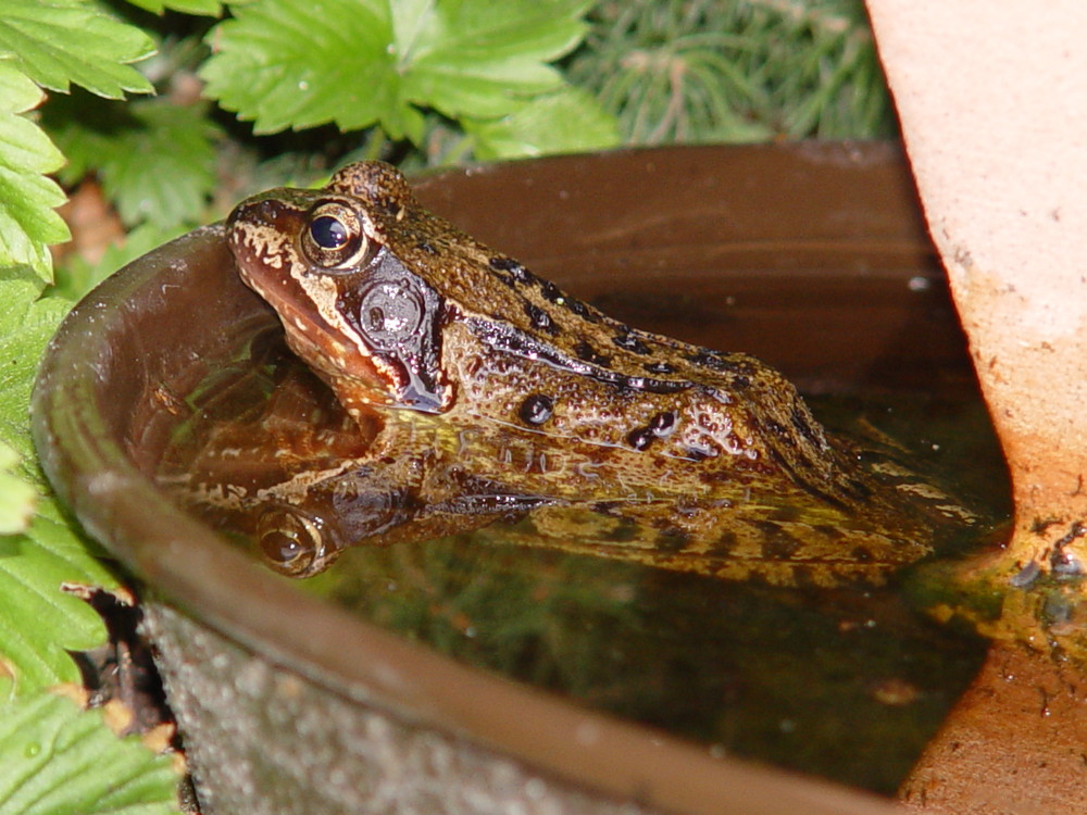 Unser Haus-Frosch