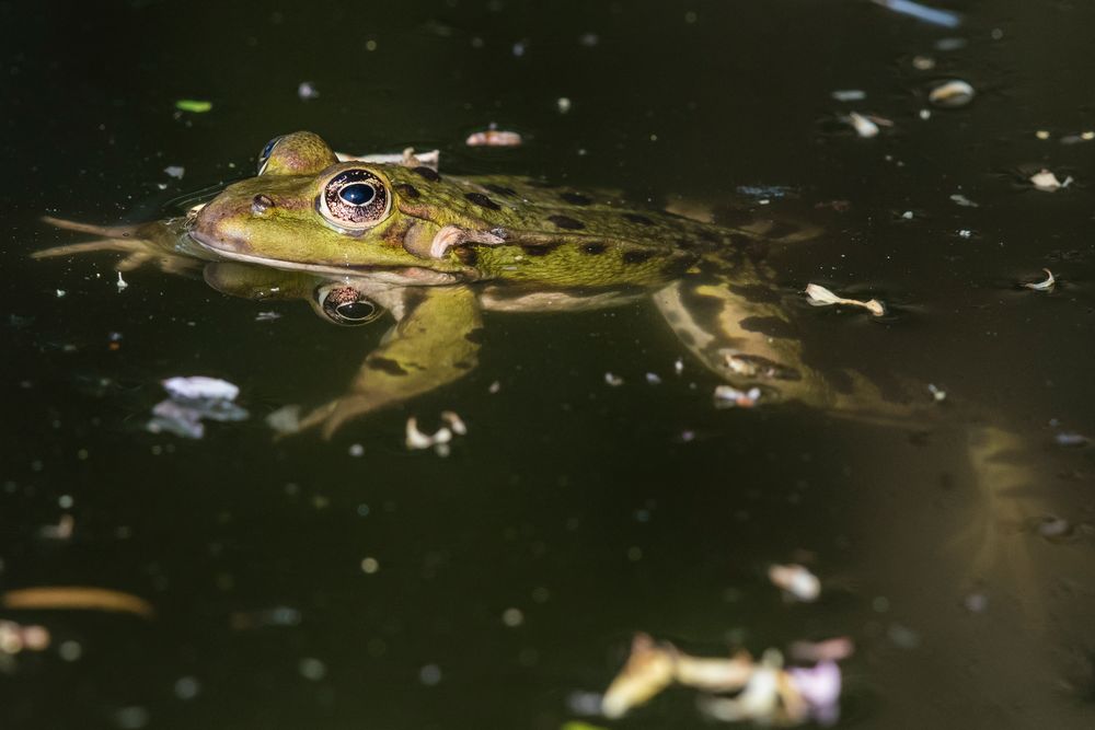 unser Haus-Frosch_12.04.2020