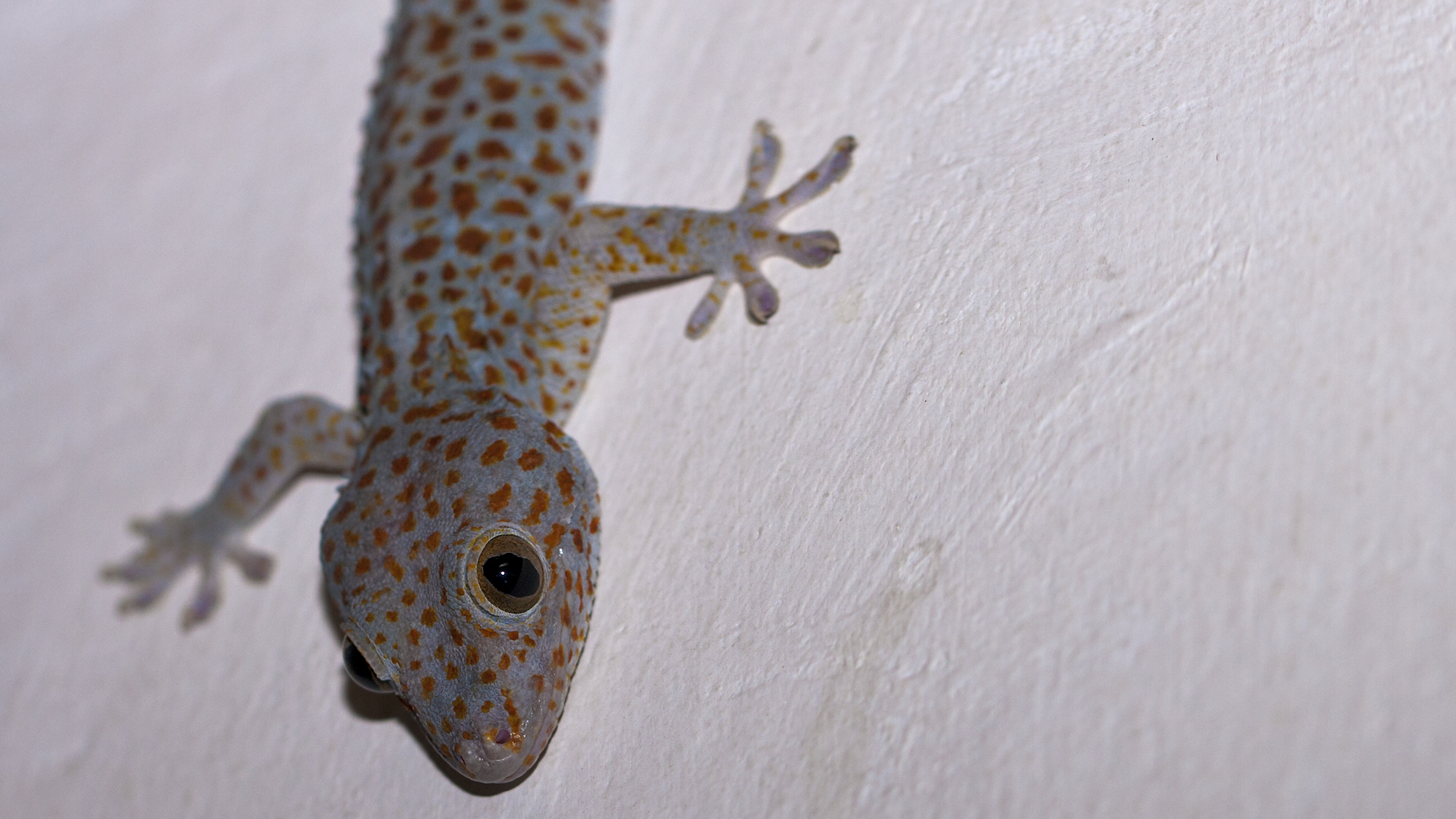 unser Haus-Gecko auf Bali