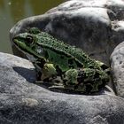 Unser Haus-Teich-Frosch