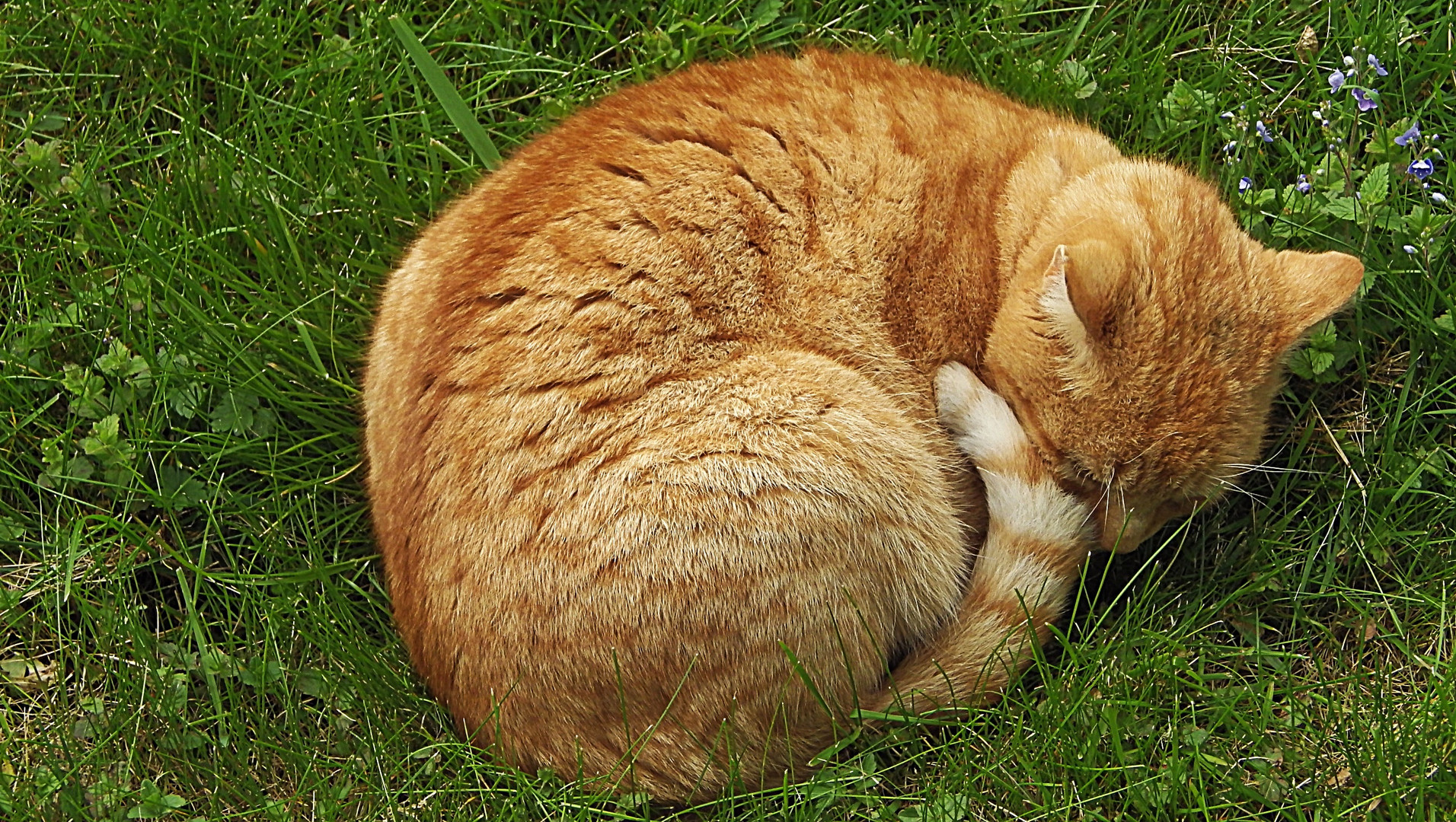 Unser Haus- und Hofkater Garfield