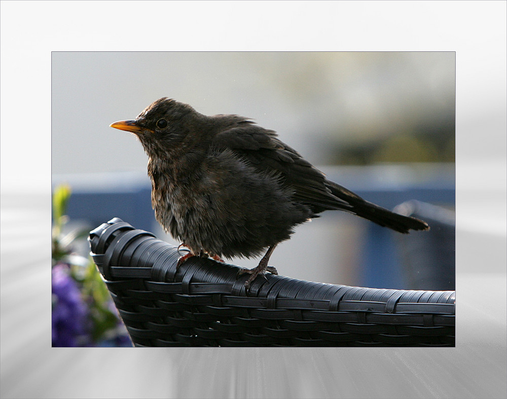 Unser Haus-Vogel