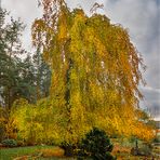 Unser Hausbaum