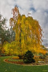 Unser Hausbaum