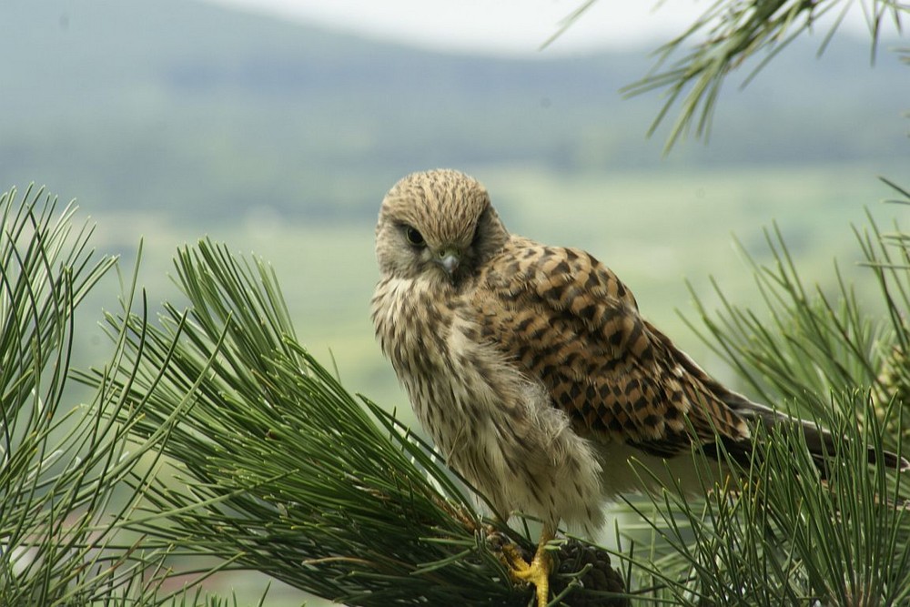 Unser Hausfalke