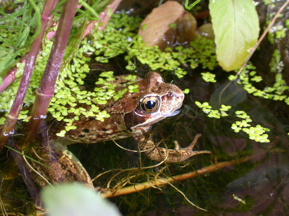 Unser Hausfrosch