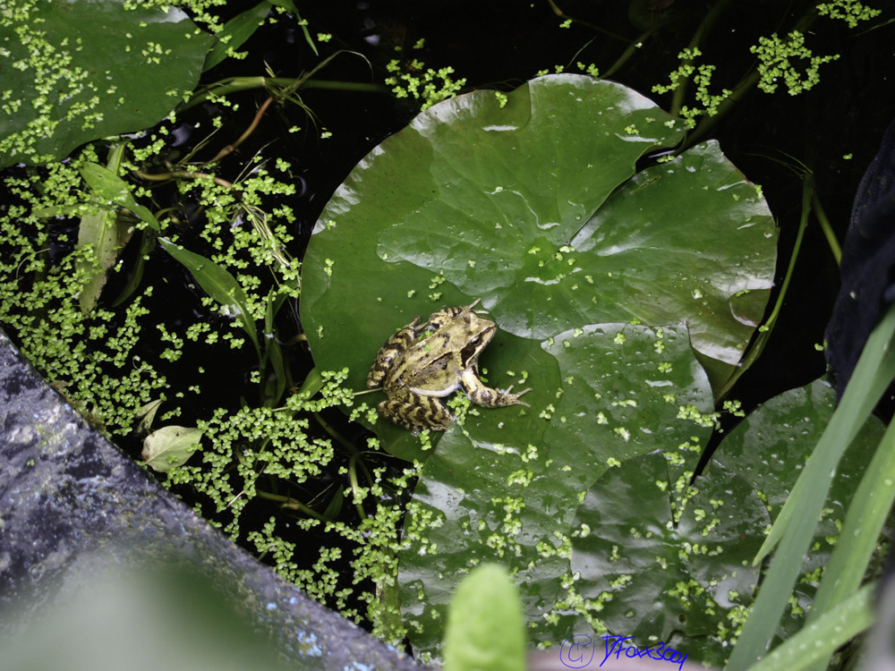 Unser Hausfrosch