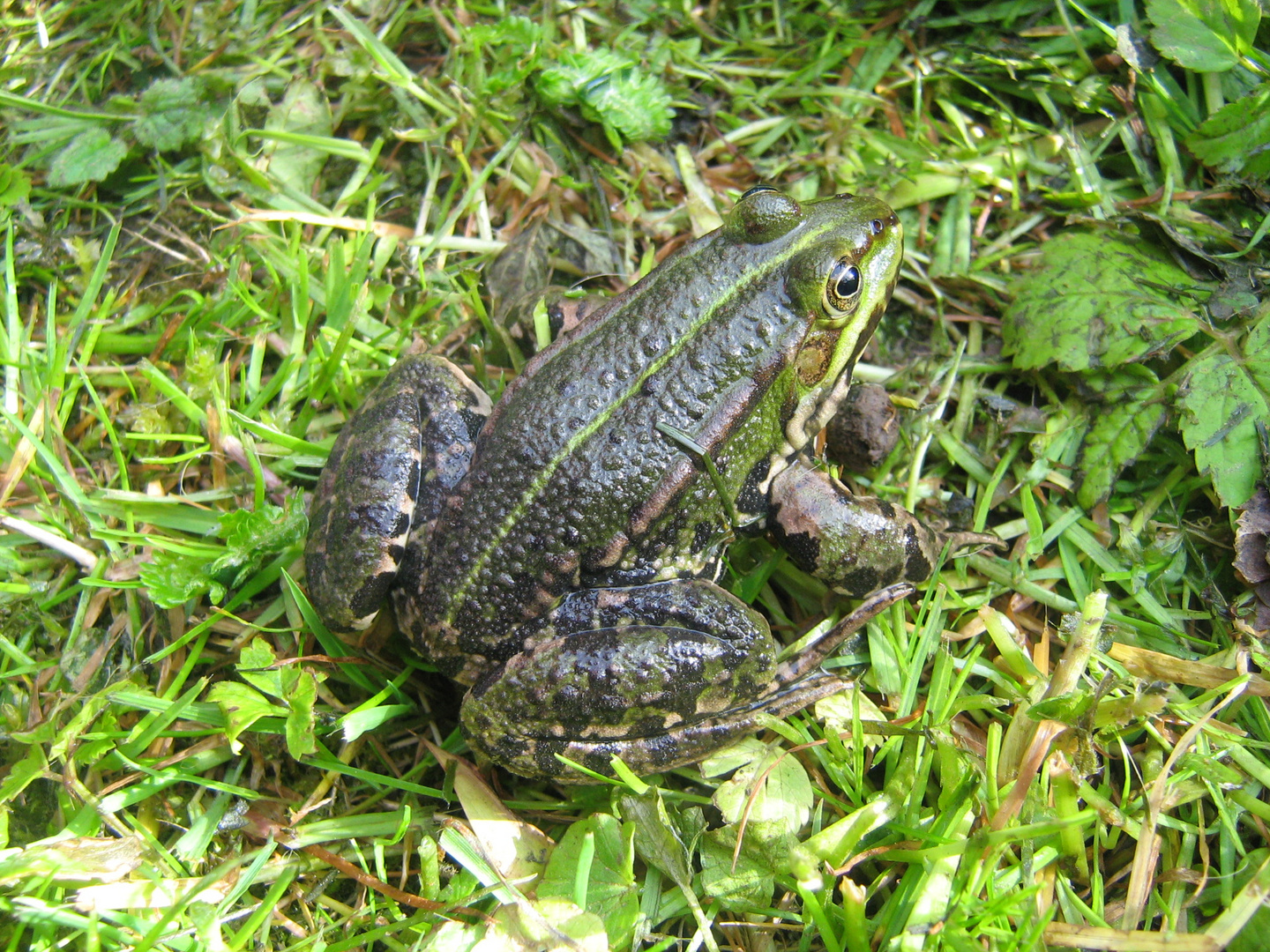 Unser Hausfrosch...küssen verboten