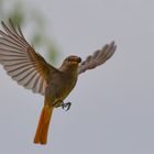 Unser "Haus"Rotschwänzchen im Anflug