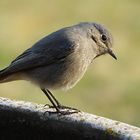 Unser Hausrotschwanz (Phoenicurus ochruros) zeigt sich wieder!