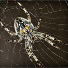 Unser Haustier, - Araneus daiadematus