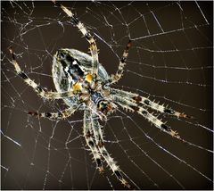 Unser Haustier, - Araneus daiadematus