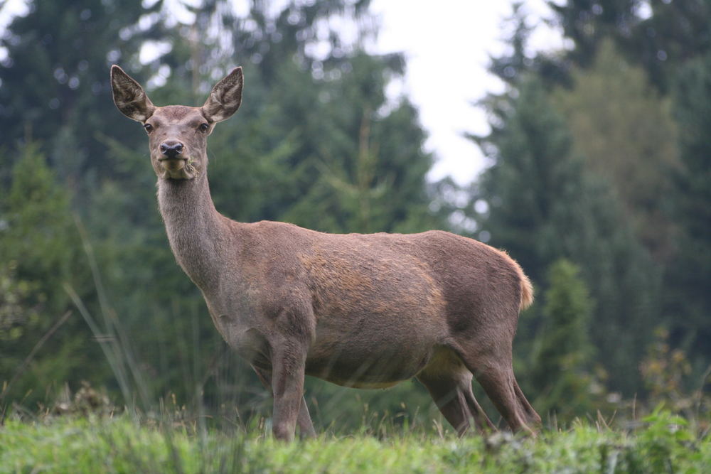 Unser heimisches Waldreh