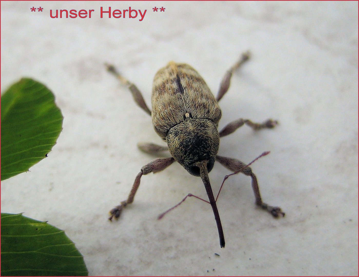 unser Herby