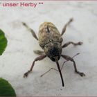 unser Herby