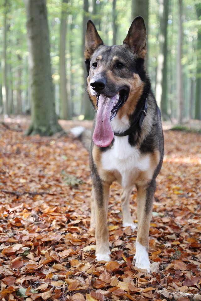 Unser Herr Schröder