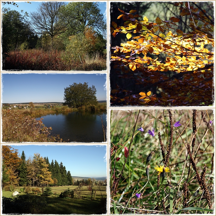 Unser heutiger Herbstspaziergang 2