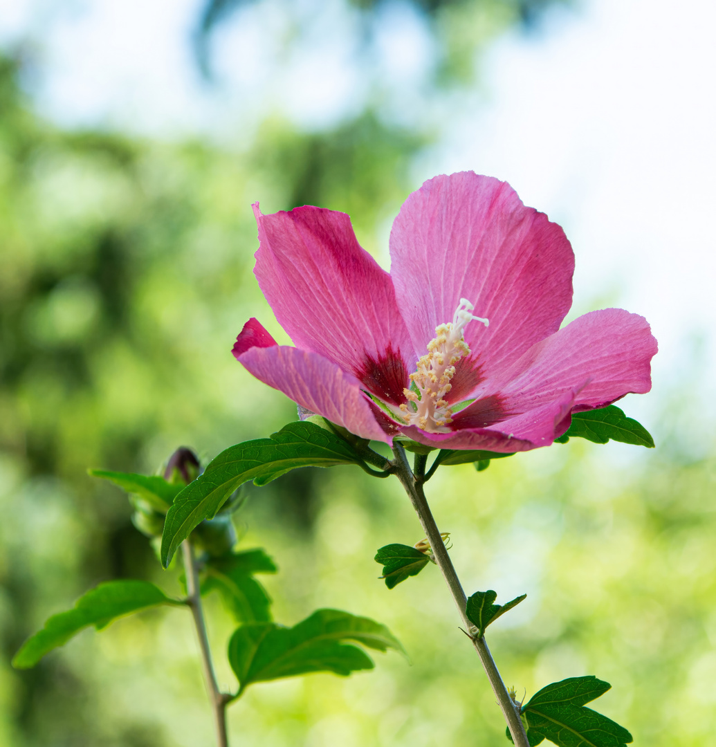 Unser Hibiskus