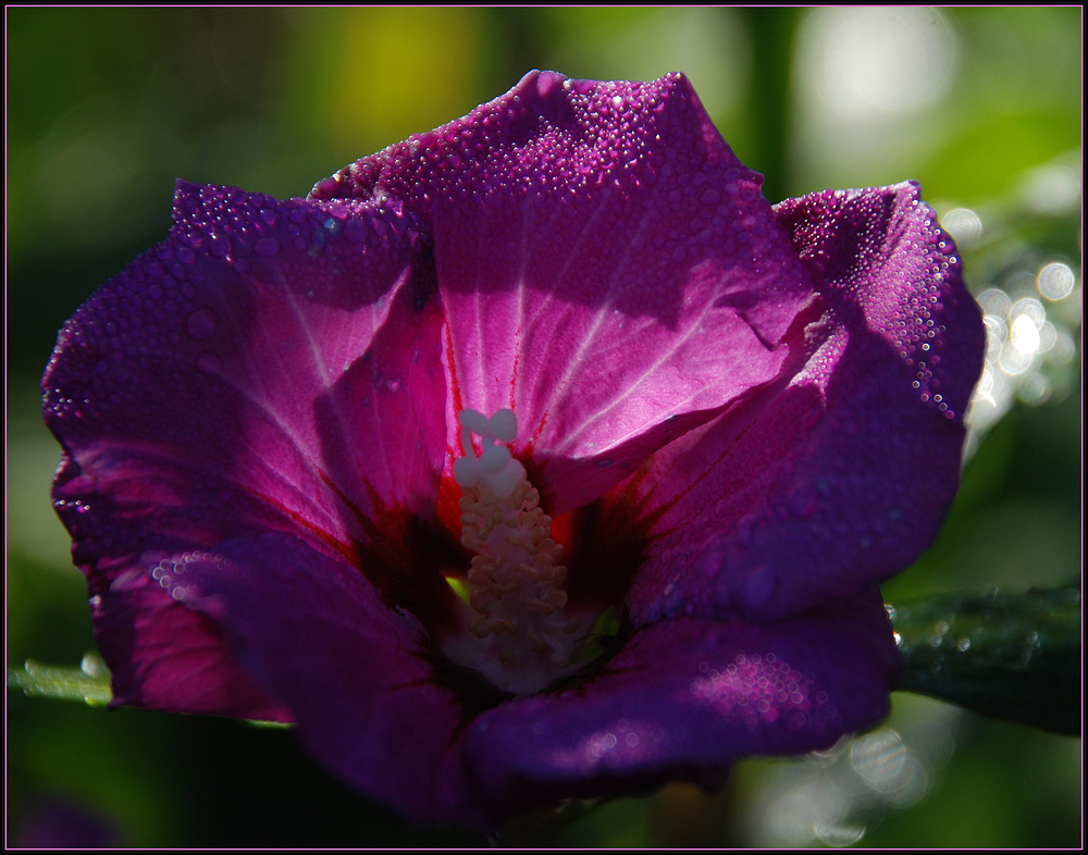 Unser Hibiskus gibt alles.....