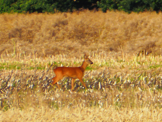 Unser Hirschkalb