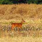 Unser Hirschkalb