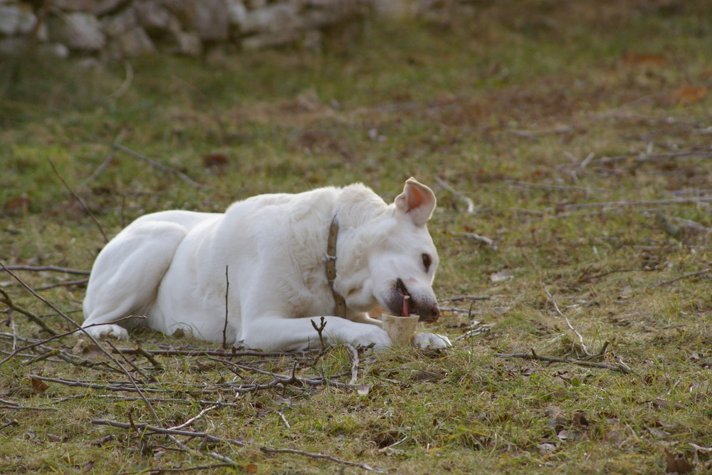 Unser Hund