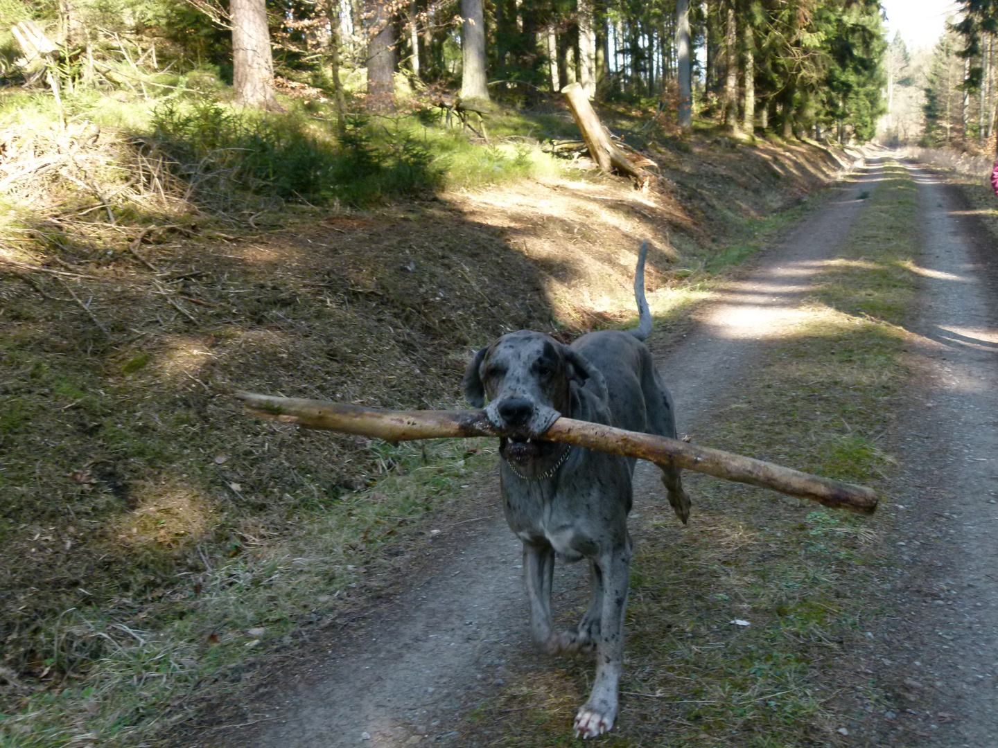 Unser Hund Aaron hilft fleißig beim Brennholz sammeln