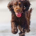 Unser Hund am Strand