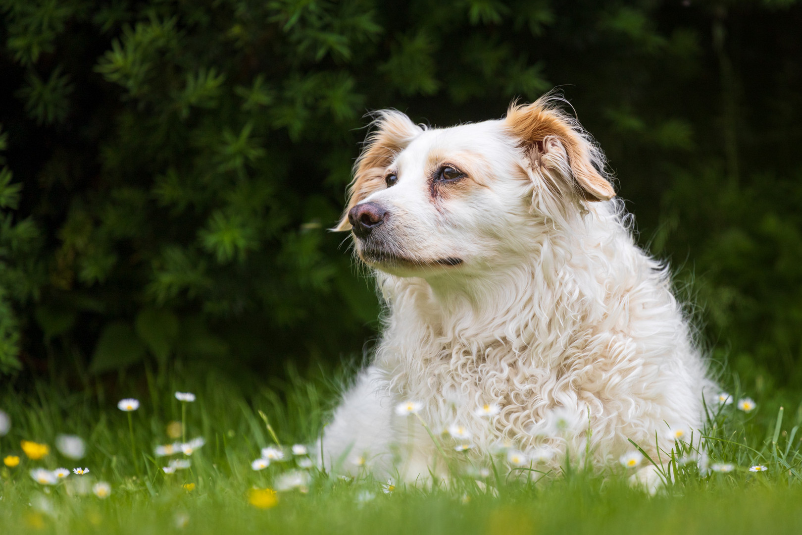 Unser Hund