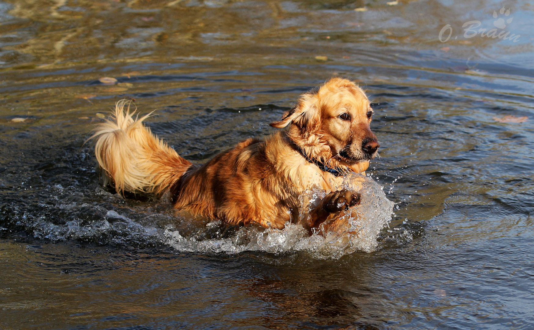 Unser Hund beim Baden