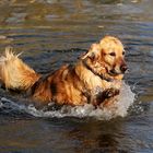 Unser Hund beim Baden