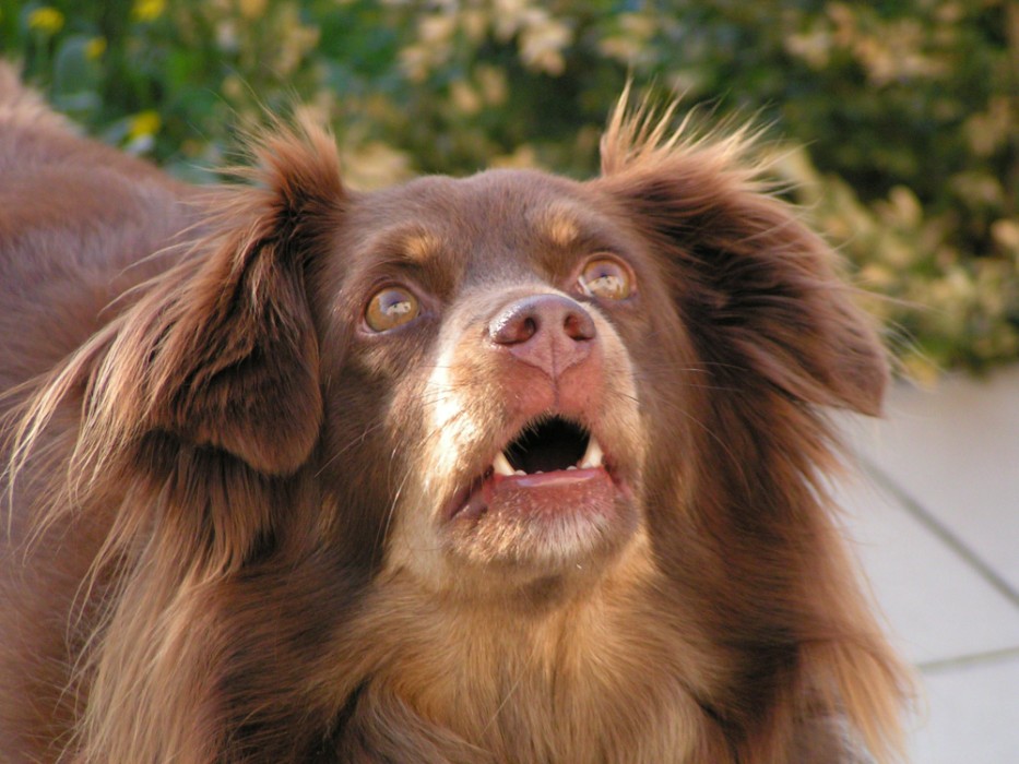 Unser Hund beim Beobachten von Spatzen auf dem Dach...